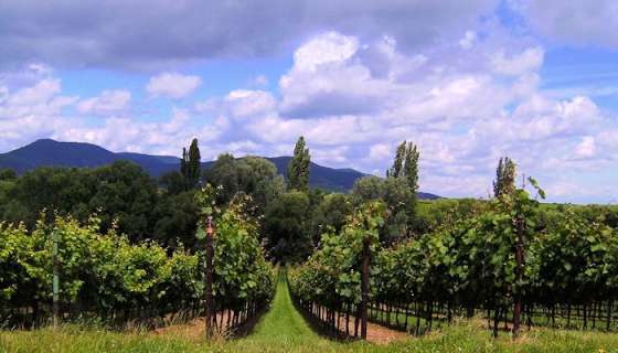 Weinberge