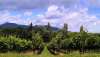Weinberge